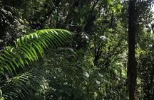 Los Quetzales Trail 