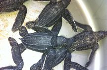 Preserving Baby Sea Turtles And Filling You With Energy In Bioluminescent Lights