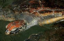 Dampier Peninsula Adventure 4WD Tour from Broome with Optional Return Flight