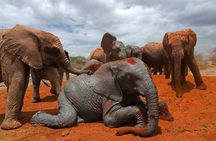 5 Days Amboseli Tsavo West Tsavo East Wildlife Tours