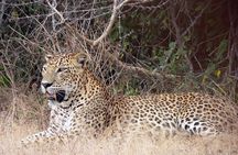 Yala National Park Safari from Ella 