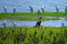 Yala National Park Safari from Ella 