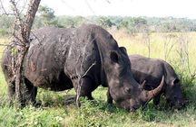 Kruger Park Safari Full Day Private Vehicle from Hazyview