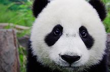 Half-day Private Panda Tour with Vegetarian Lunch in Nunnery