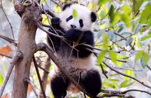 Half-day Private Panda Tour with Vegetarian Lunch in Nunnery