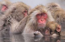 Full Day Snow Monkey Park Tour, From/To Tokyo, 2-12 guests