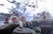 Full Day Snow Monkey Park Tour, From/To Tokyo, 2-12 guests