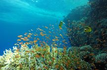 Intro Scuba Diving