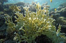 Intro Scuba Diving