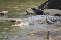 Galle Day Tour: Boat Safari, Stick Fishing & Turtles from Bentota