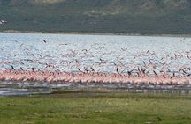 Escape to Lake Bogoria, Flamingo's new home for an overnight safari
