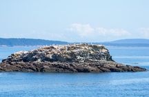 Victoria Half-Day Whale Watching Adventure with Free Photos