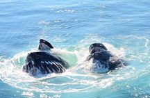 Boston Whale Watching Cruise