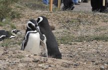 Peninsula Valdes Full Day Tour