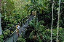 Deluxe Tamborine, Springbrook, Skywalk, Glow Worm Cave