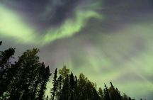 Northern Lights Viewing including Dinner and 1-Hour Dog Sledding