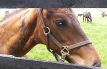 Triple Crown Experience