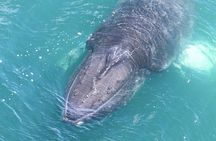 Whale Watching from the Heart of Akureyri