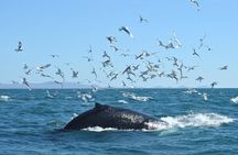 Whale Watching from the Heart of Akureyri