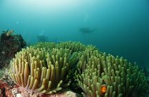 Scuba Diving in Boracay: SSI Basic Diver for Beginners