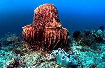 Scuba Diving in Boracay: SSI Basic Diver for Beginners