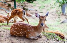 Koh Samui Paradise Park Farm Admission Ticket with Return Transfer