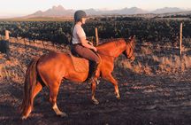 2 Hour Vineyard Trail Ride