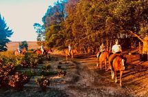 2 Hour Vineyard Trail Ride