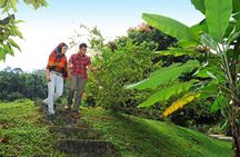 Penang Tropical Fruit Farm with Fruit Tasting