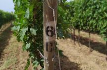 Discovering the Bolgheri vineyards and tasting local products 