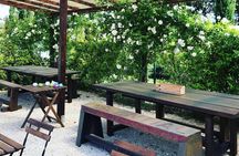 Discovering the Bolgheri vineyards and tasting local products 