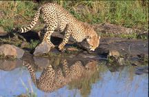 Nairobi National Park Tour