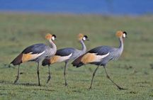 Nairobi National Park Tour