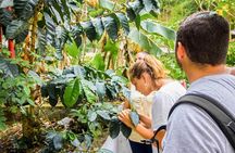 Minca day-trip and Coffee Farm Visit from Santa Marta