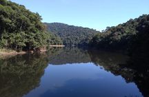 Rain Forest Trail Cantareira Natural Park from Sao Paulo