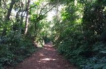 Rain Forest Trail Cantareira Natural Park from Sao Paulo