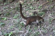ATM Belize Cave shared Day Tour from Flores Guatemala 