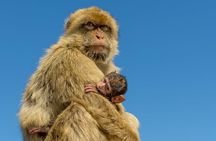 Gibraltar Inside Out Extended Tour 2.30hrs 
