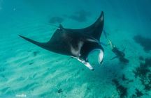 Best of Ningaloo Mantas and More