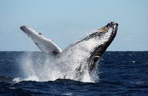 Best of Ningaloo Mantas and More