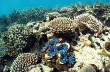 Best of Ningaloo Mantas and More