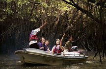 Mangrove Forest Tour In Langkawi