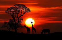 7 Days Kenya Luxury Safaris - Masai Mara NR, Amboseli NP and Lake Nakuru NP