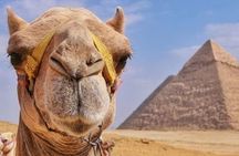 Camel Ride & Barbeque Dinner at the Pyramids