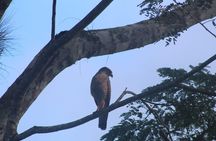 Tikal Tour From Flores, airport and Tikal hotels in Guatemala 