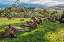 Shore Excursion: Hobart Highlights Day Tour
