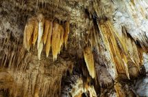 Kawiti Glow Worm Cave Tour & Opua Forest Walk