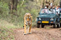8 Days Delhi Agra Ranthambore Udaipur Jaipur Delhi Tour(Taj, Tigers & Lakes)