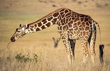 7 Days Kenya Luxury Safaris - Masai Mara NR, Amboseli NP and Lake Nakuru NP