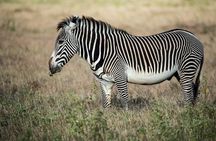 5 Days to Tarangire NP, Serengeti NP and Ngorongoro crater private tour